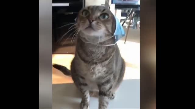 TOP Funny Animals Make You Laugh 🤣 Cute and Funny Animal Videos Compilation 🤣 Laugh 2022 Vines