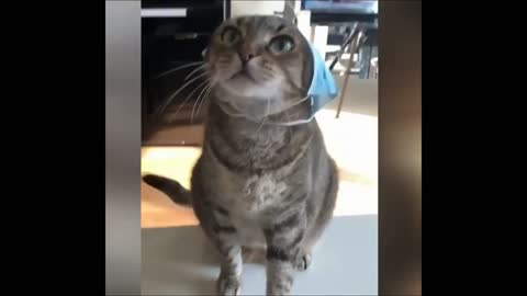 TOP Funny Animals Make You Laugh 🤣 Cute and Funny Animal Videos Compilation 🤣 Laugh 2022 Vines