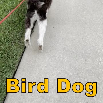 "Bird Dog" Springer Spaniel, Golden Retriever and Me Harassing Canada Geese In The Neighborhood