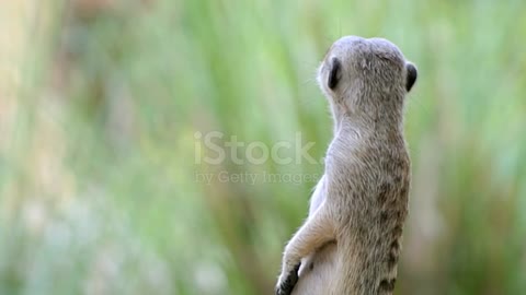 South Africa, Meerkat, Spinning, Animal, Colored Background