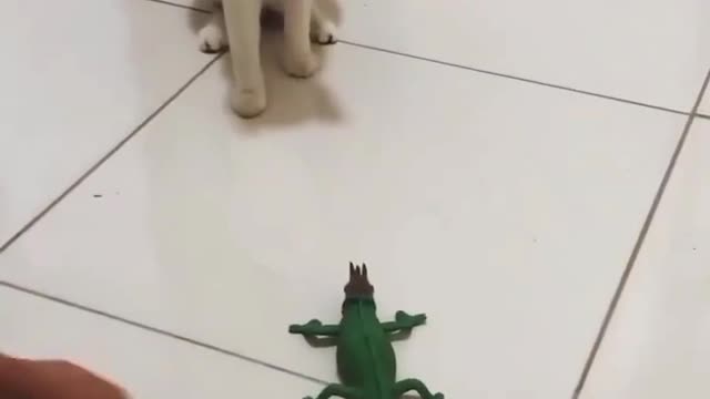 FUNNY CAT