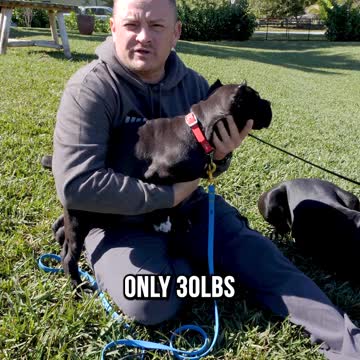 Cane Corso from Biggest to Smallest