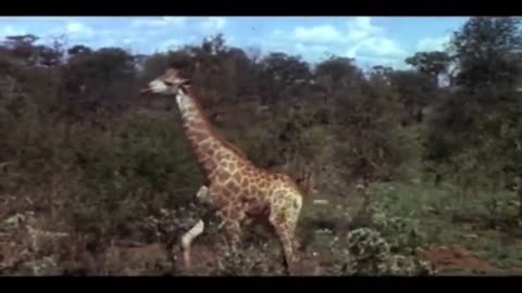 Animals Are Beautiful People (1974) Official Trailer - Paddy O'Byrne Animal Documentary HD