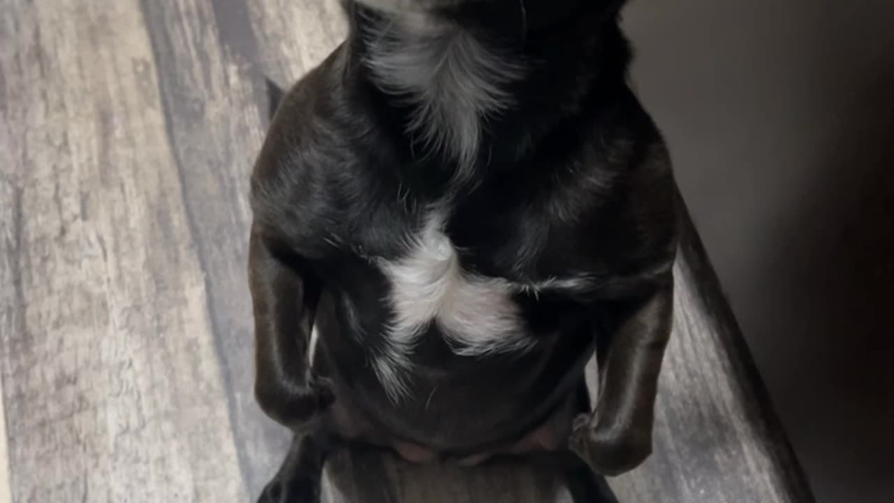 Adorable Pup Begs in the Kitchen