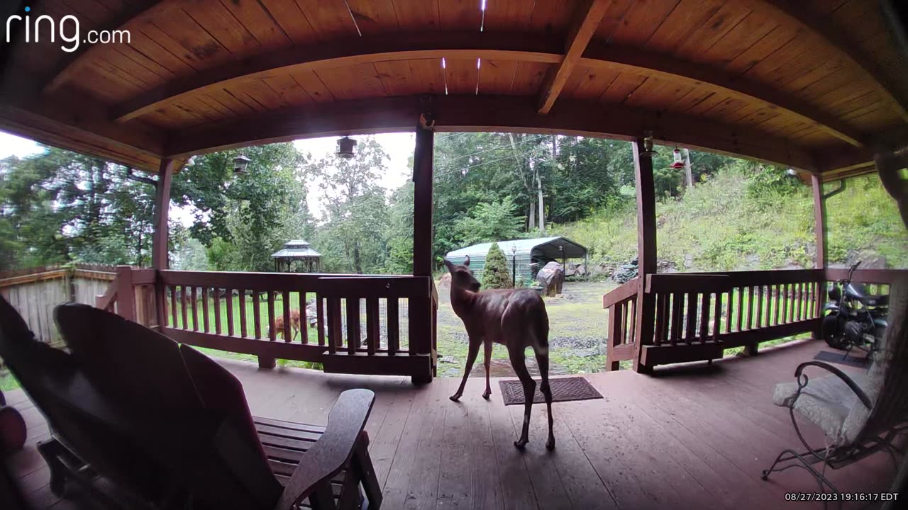 Deer🦌fawns NW NC at The Treehouse🌳They can’t hear predators in the rain so they stay close to home