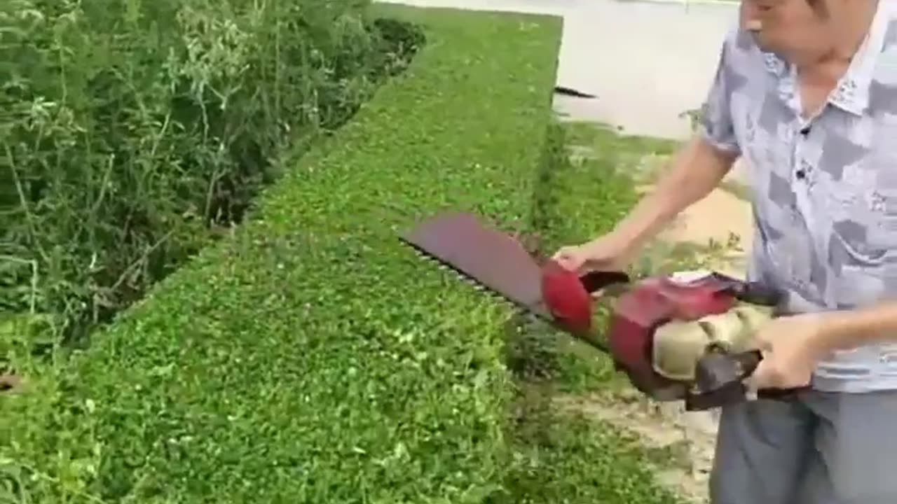 Satisfying hedge trimming - Hedge trimming