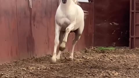 Beautiful White Horse