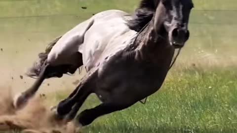 Horse pentium