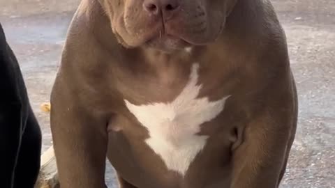 This puppy 🐻