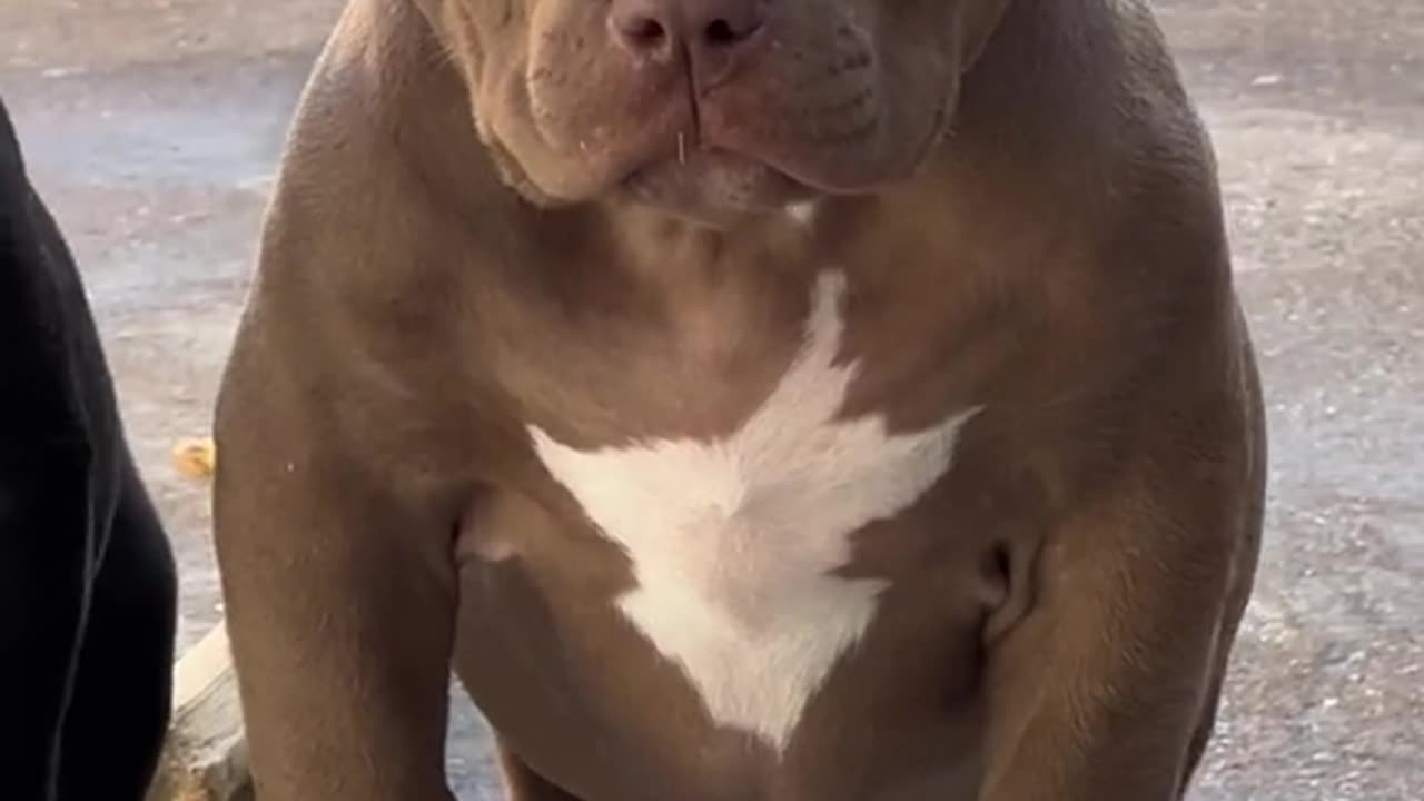 This puppy 🐻