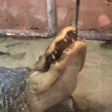 Feeding Bubbles the Alligator!!
