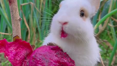 #cute #rabbit