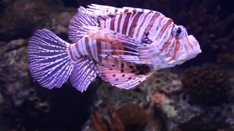 Scorpion fish in deep ocean water