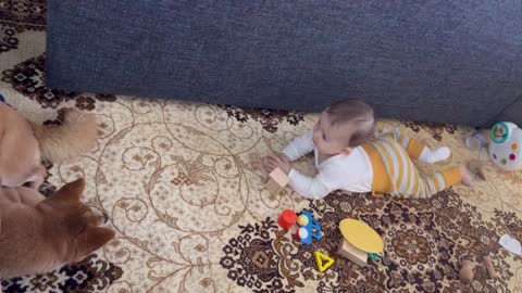 Shiba inu dog and a little kid meet and play _ foxy dog _ funny baby_ baby pets video