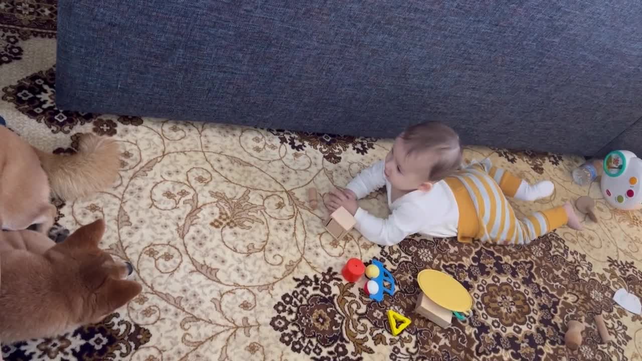 Shiba inu dog and a little kid meet and play _ foxy dog _ funny baby_ baby pets video