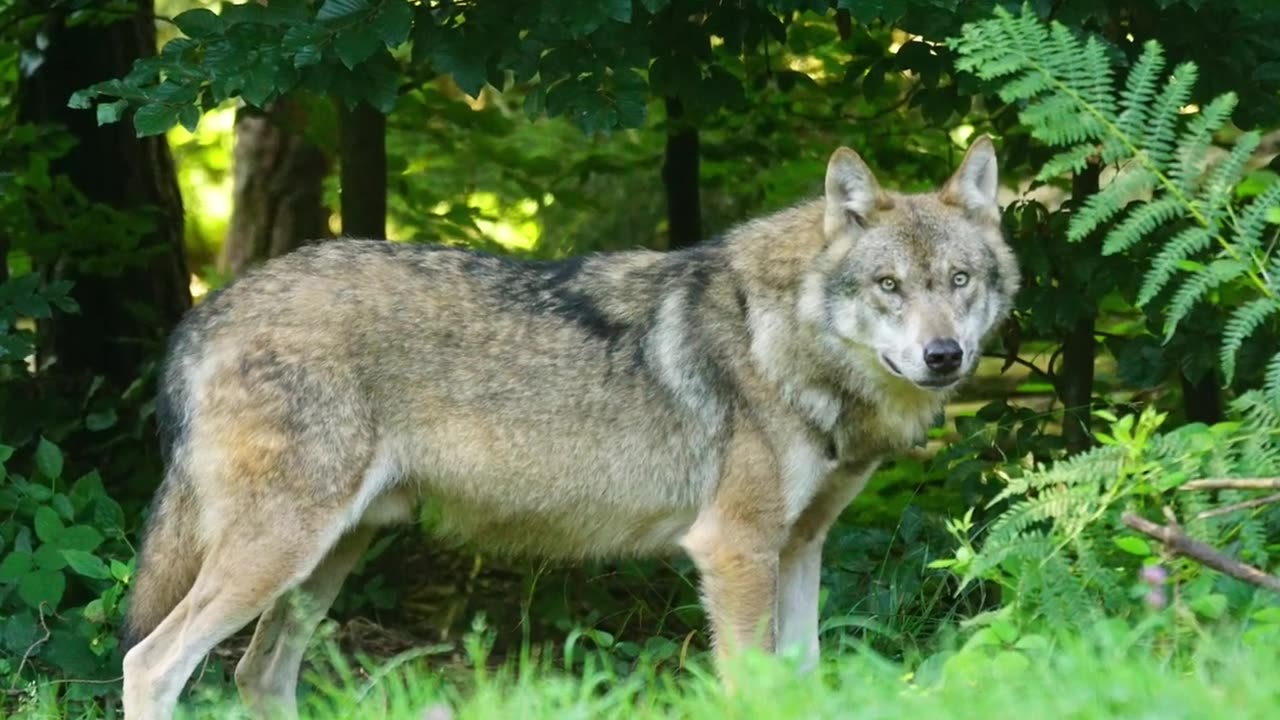 Wolves and Dogs Howling Sound Effects