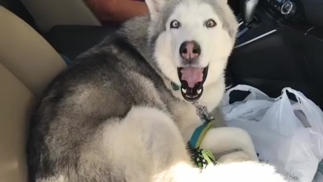 This Stubborn Husky Refuses to Give Up the Front Seat