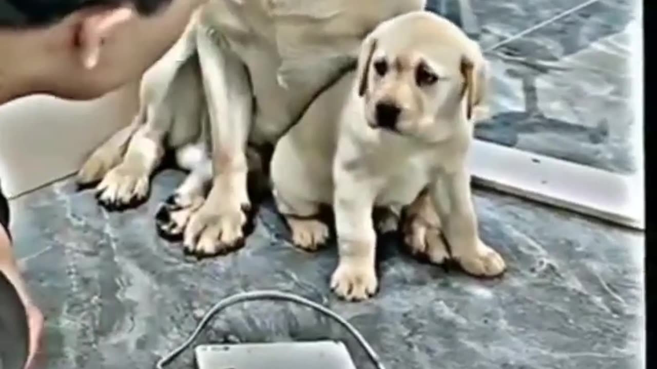 Dog mother loves her baby very much