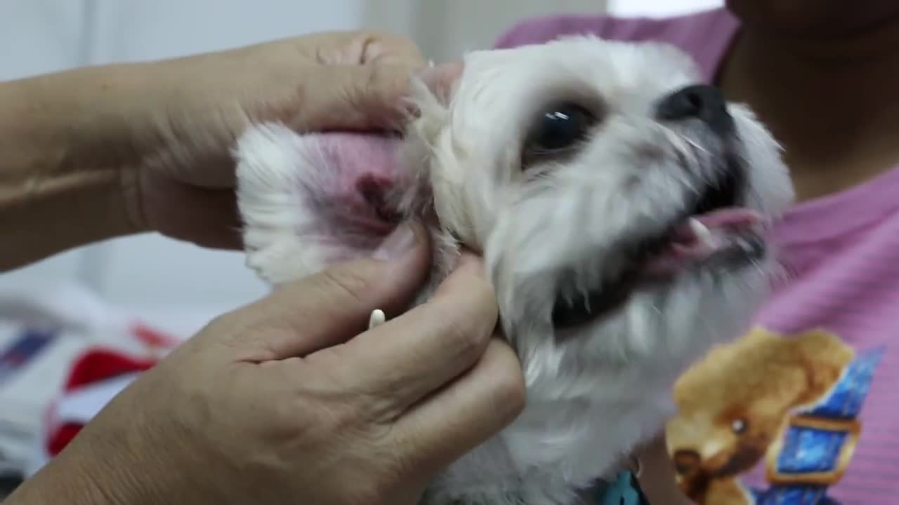 A Shih Tzu has a chronic right ear infection