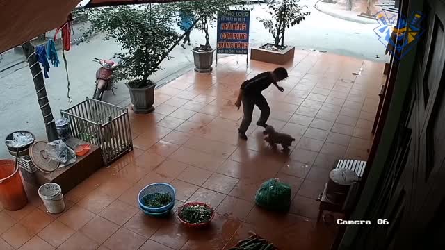 Funny animal attack. 99% try very hard to not laugh.