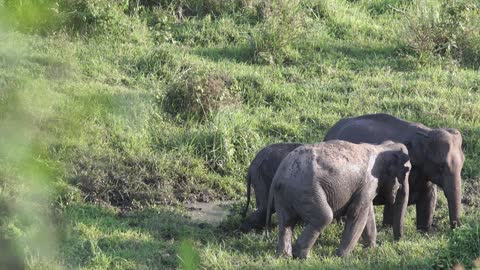 A family of elephants