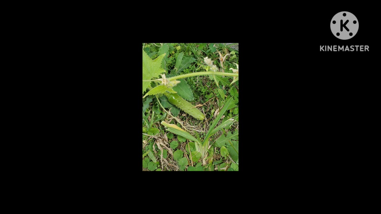Cucumber garden growth
