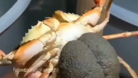 This is a beautiful and charming water-dwelling species