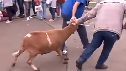 Crazy Goat Terrorizing People In Brazil