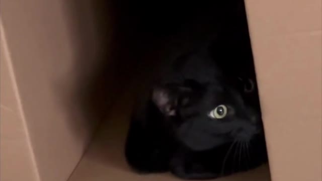 Adopting a Cat from a Shelter Vlog - Cute Precious Piper Make a Box into a Safe Spot #shorts