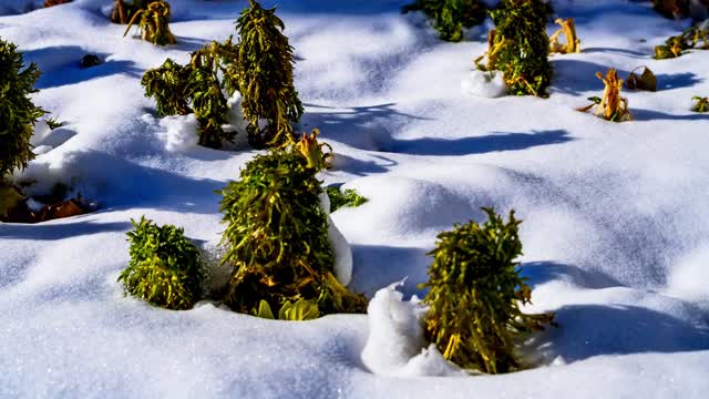 Snow melting process