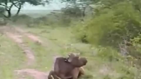 Wildlife In Ukraine. Bulls fighting