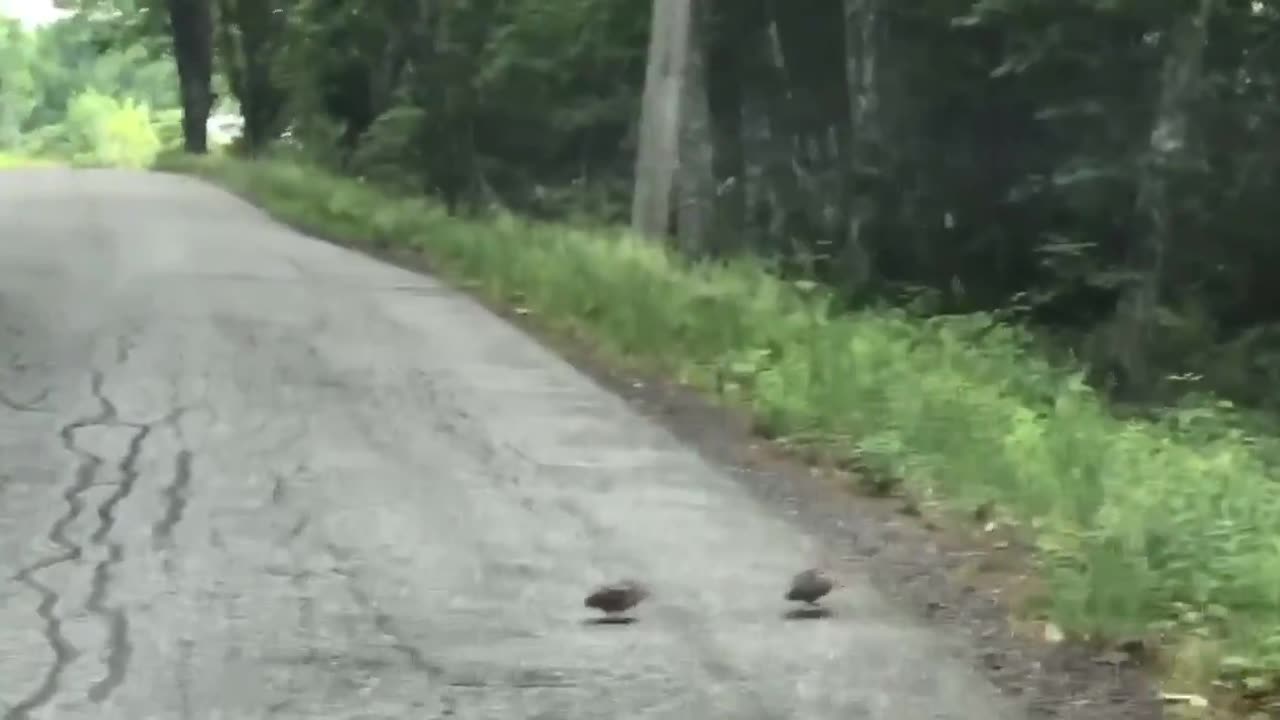 driver waits while watching a woodcock (two witnesses) finish crossing the road