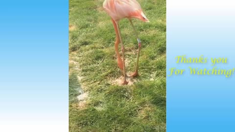 Cute Cats And Funny Dogs Videos Compilation