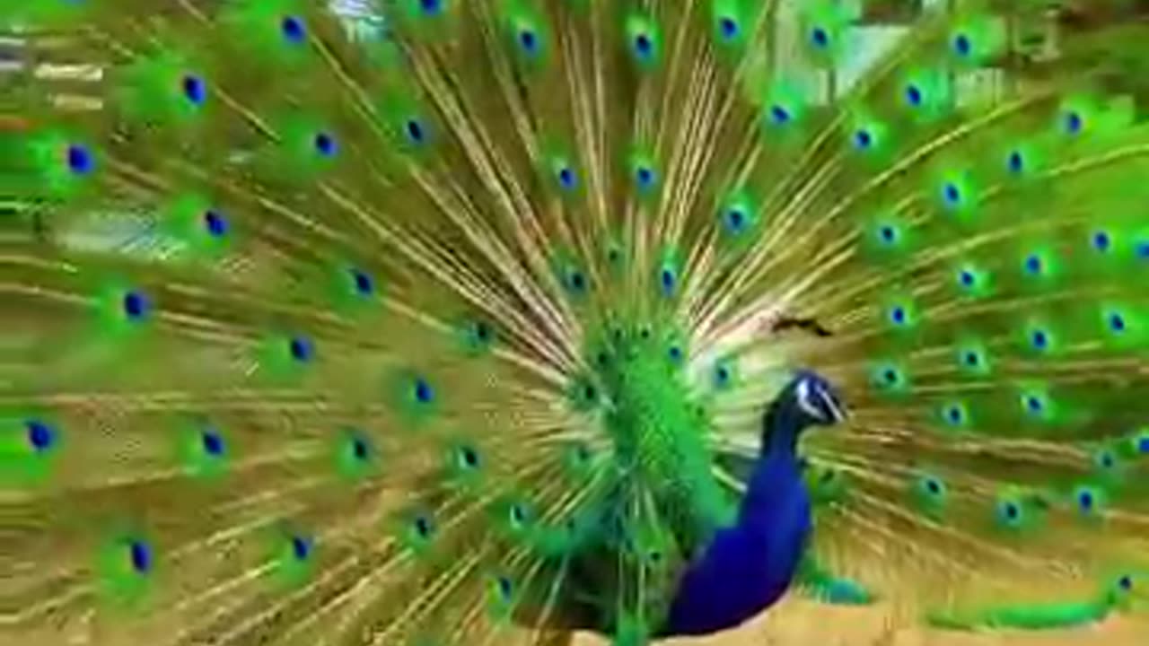 Beautiful Peacock🦚😍