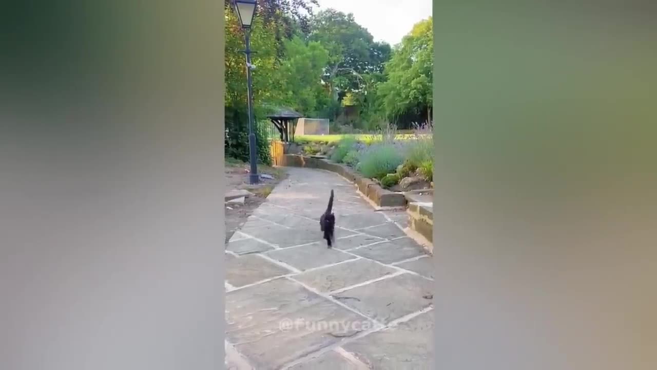 The funniest in one video 😂 Funny cats 🐱 Funny animal video