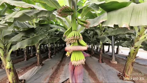 How to grow banana