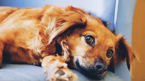 Dog video
