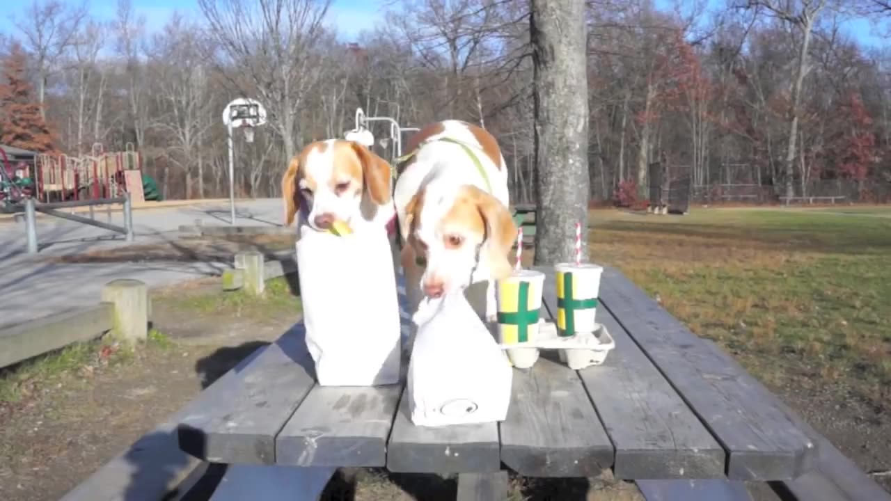 Dogs' Epic Shopping Cart Voyage: Funny Dogs Maymo & Penny