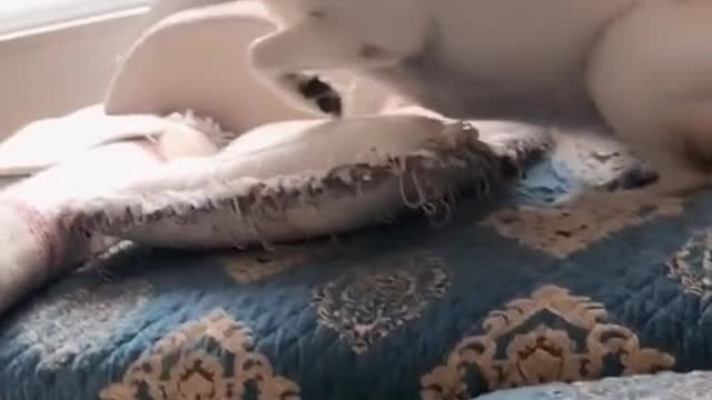 Dog Theater