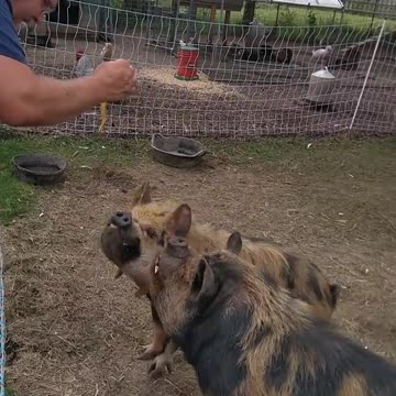 Pigs sitting for a treat.