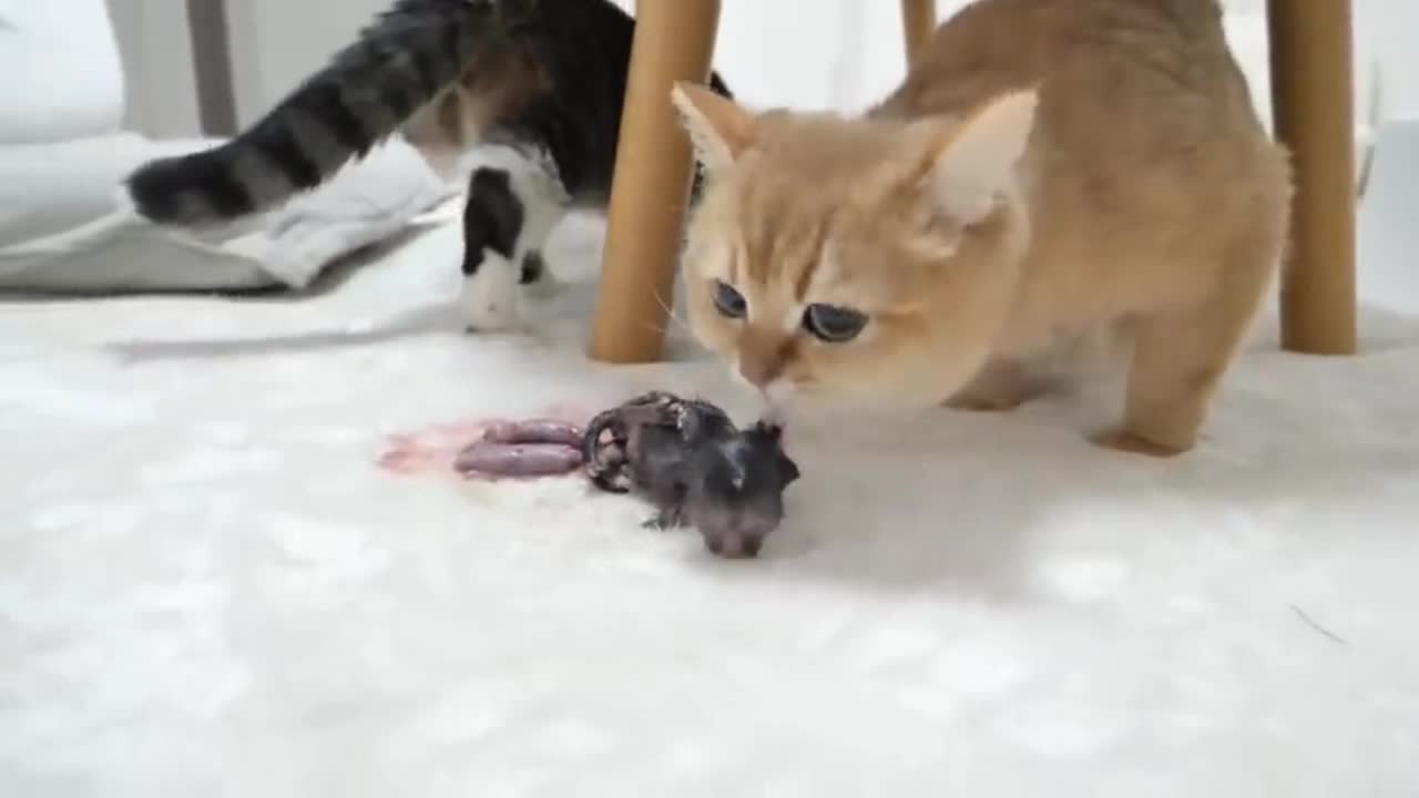 Two cats killed 🔪 a mouse