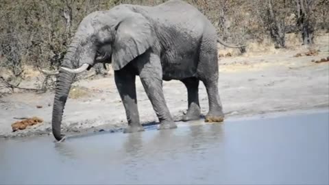 Elephant_drinking_water