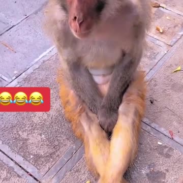 Funny Animals Shorts Compilation😂😂😂Ep 355 #funnyshorts #funny #catfail #catfunny #cat #catvideos