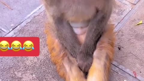 Funny Animals Shorts Compilation😂😂😂Ep 355 #funnyshorts #funny #catfail #catfunny #cat #catvideos