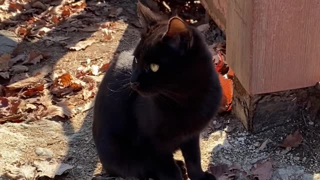 A golden-eyed black cat I met at the top of the mountain