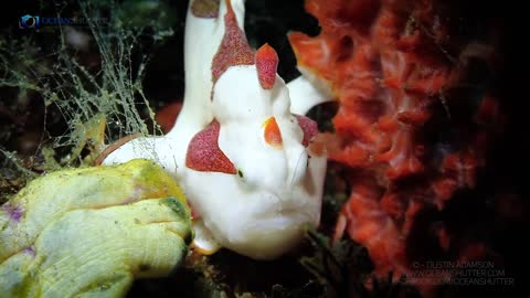 Clown frogfish