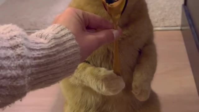 When you’re a strong, independent man who can hold his own spoon 🥄 #catsoftiktok #adoptdontshop