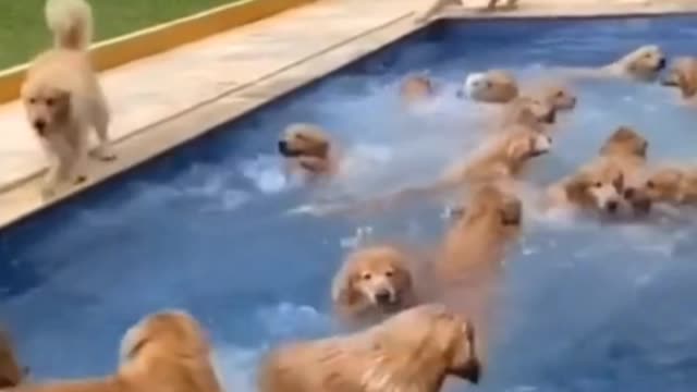 Dog swimming