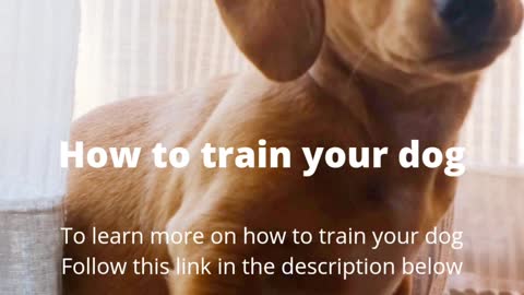 How to train your dog