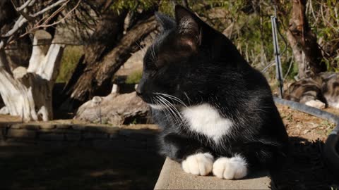 Black Cat With White Paws